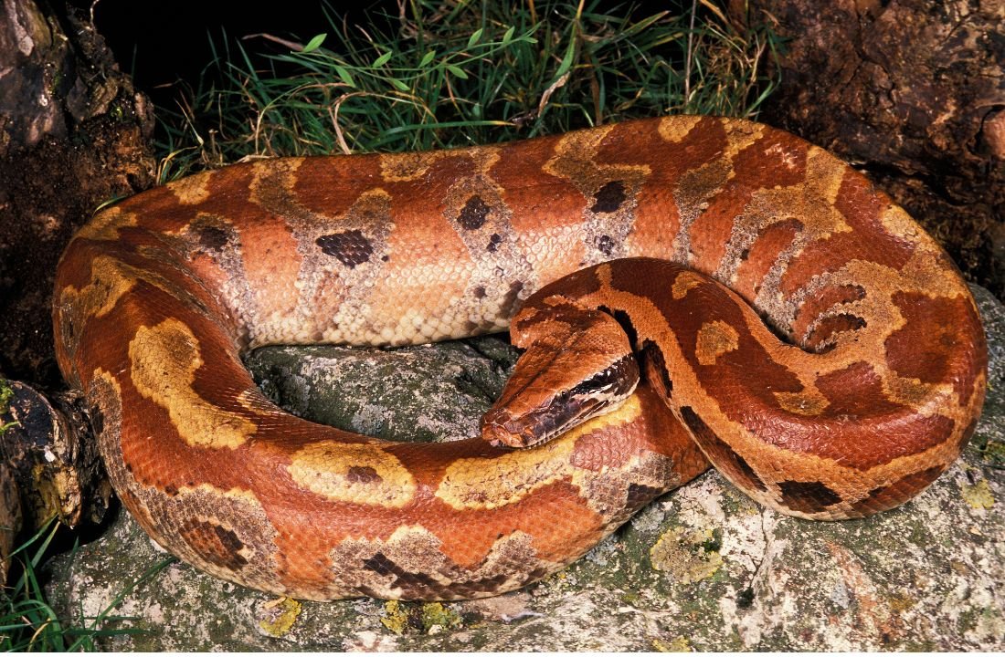 profile of Blood Python
