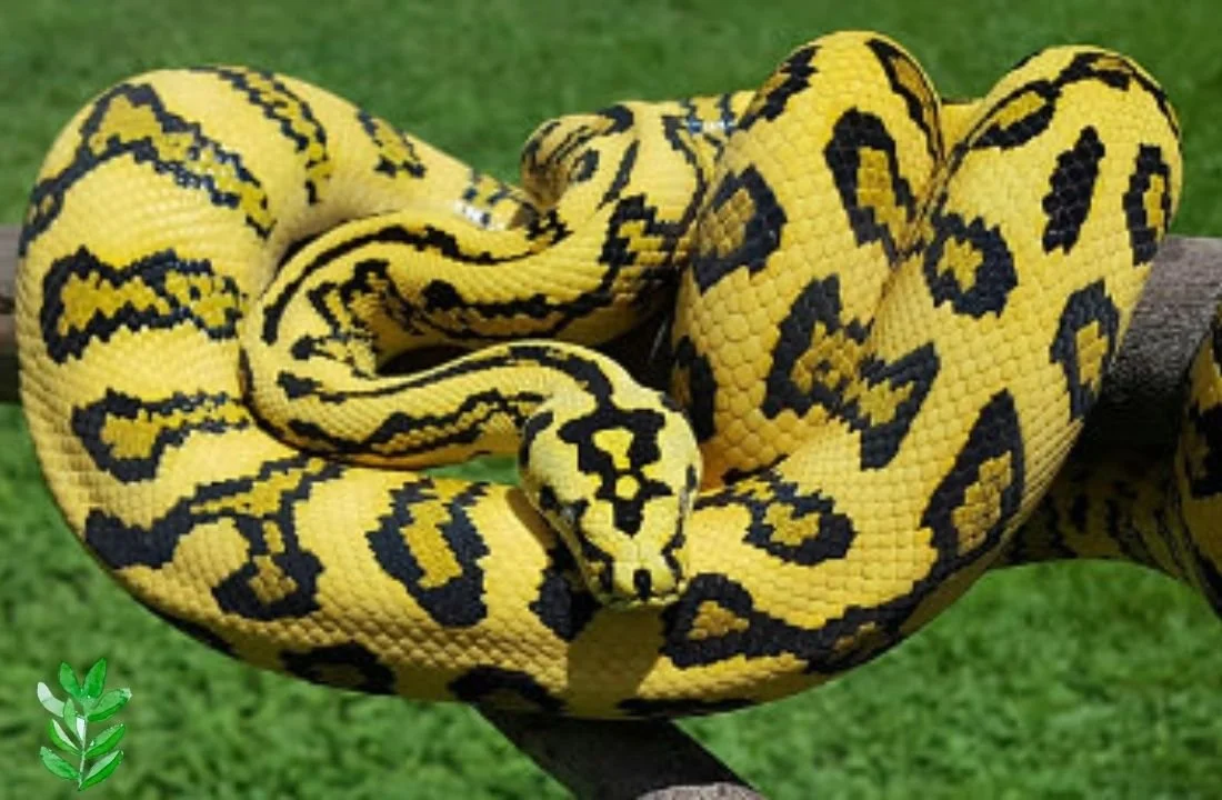 Carpet Python. Care Guide about Carpet Python