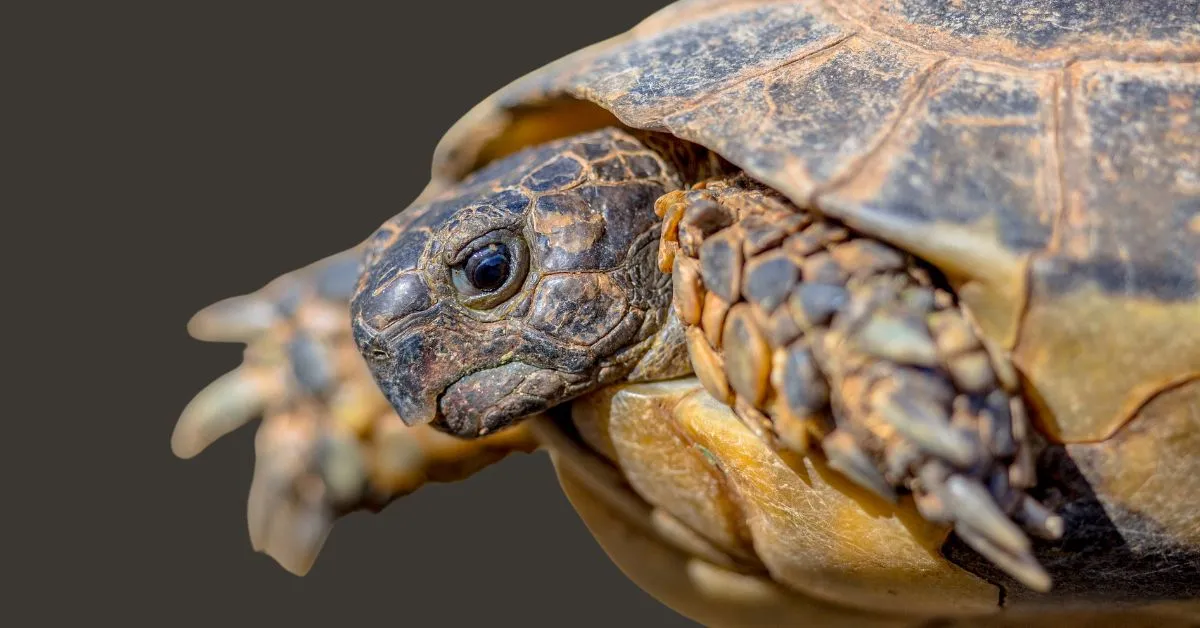 Marginated Tortoise. Marginated Tortoise Complee Guide