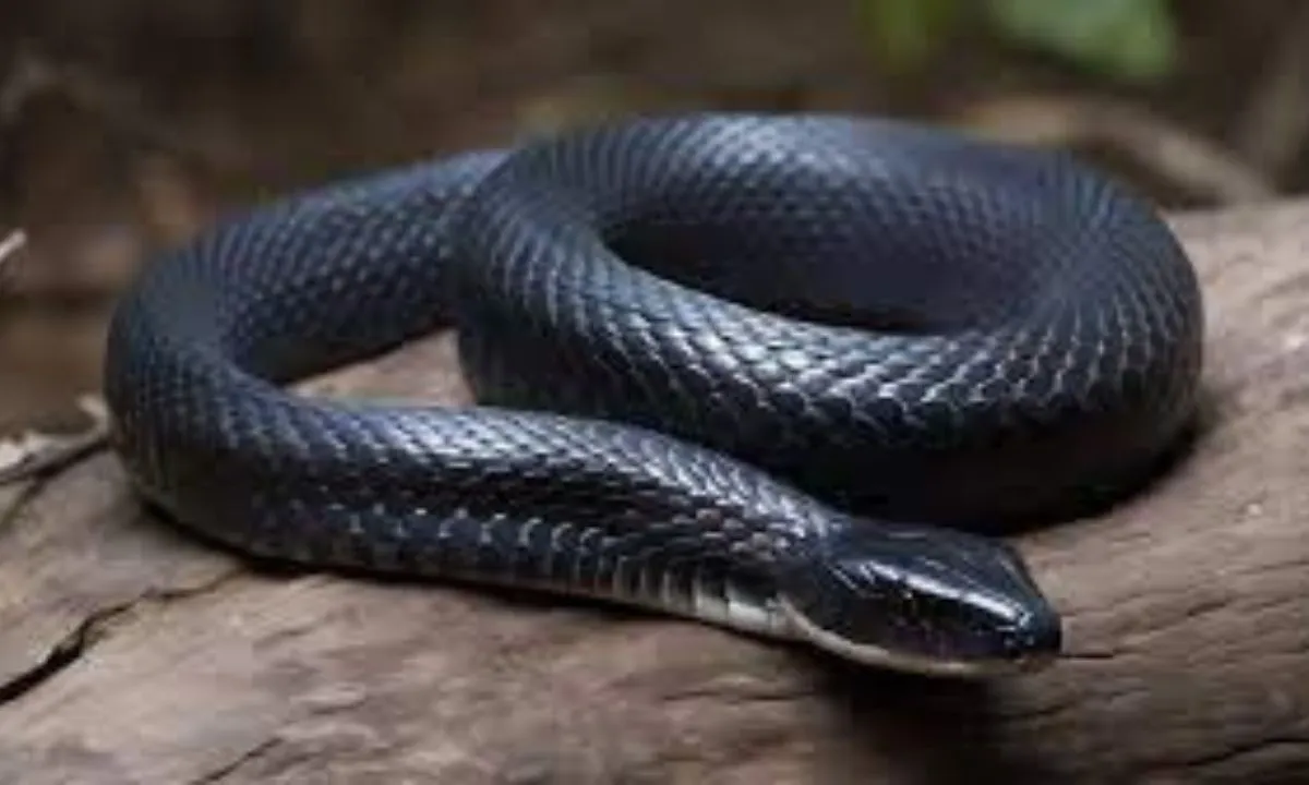 Mexican Black KingSnake. Mexican Black Snake