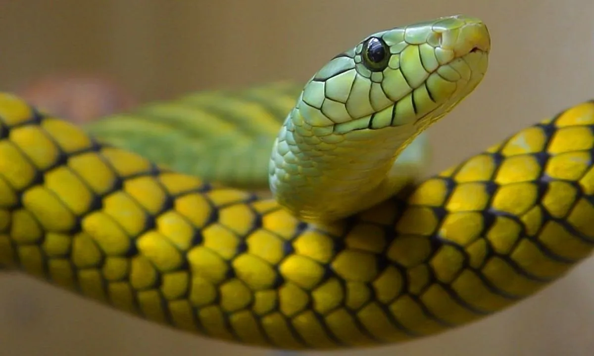 Rough Green Snake