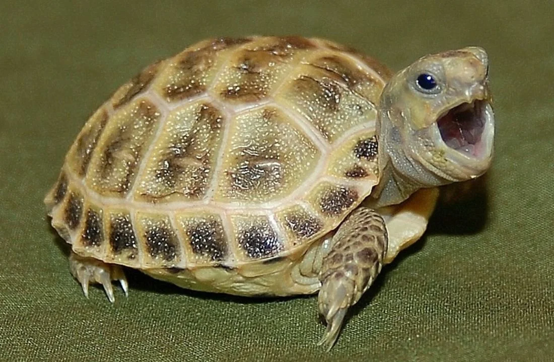 Russian Tortoise.