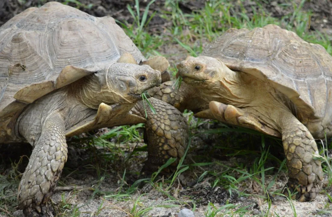 SulcatanTortoise. Sulcata Tortoise Care Guide