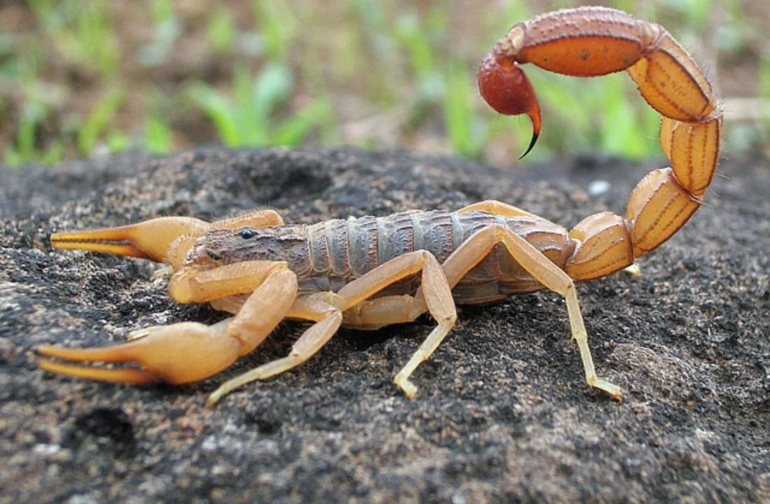 What Attract Scorpion. Attraction of Scorpion