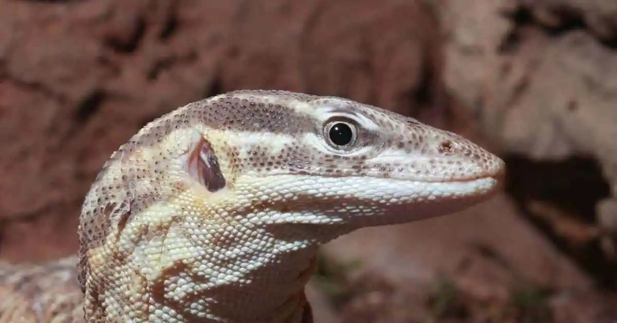 Profile of Ackie Monitor