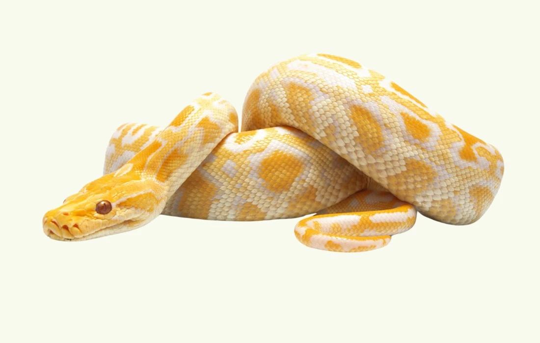 Albino Burmese Python Guide