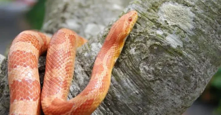 Albino Corn Python