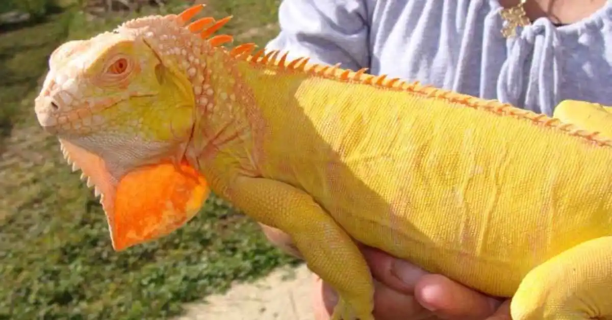 Albino Iguana. Albino Iguana Care Sheet