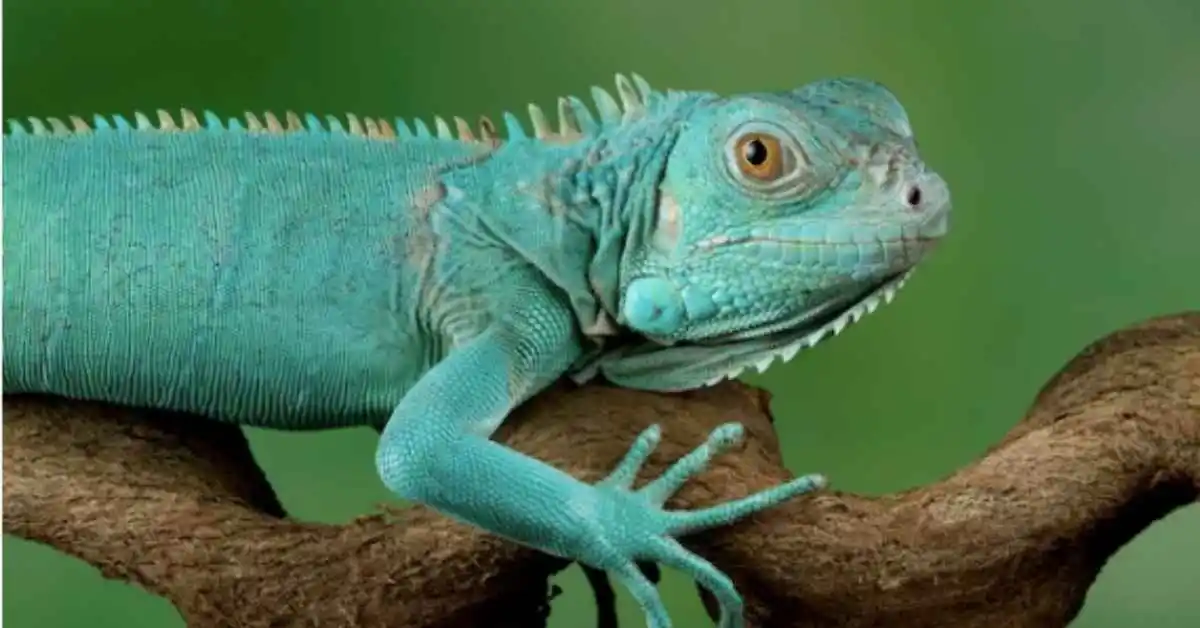 Blue Axanthic Iguana. Blue Axanthic Iguana  Care Guide