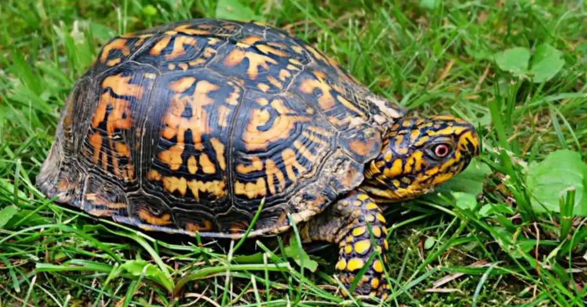 Box Turtle Care Guide