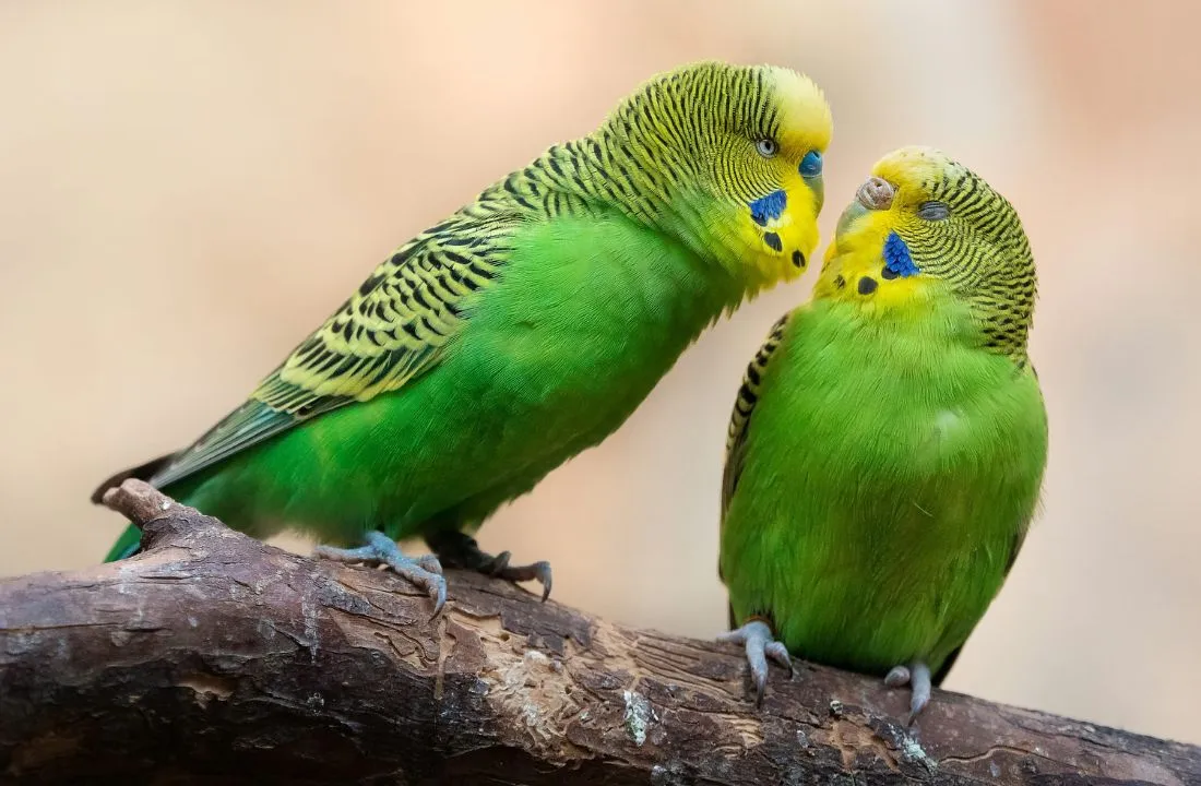 Budgerigar Parrot Profile Guide