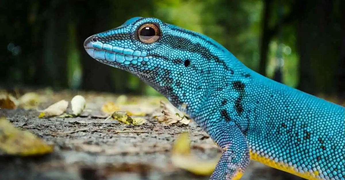 Electric Blue Day Gecko. Blue Gecko.