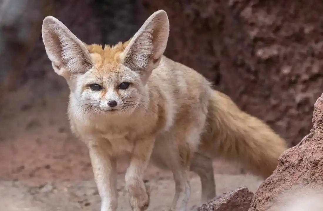 Fennec Fox