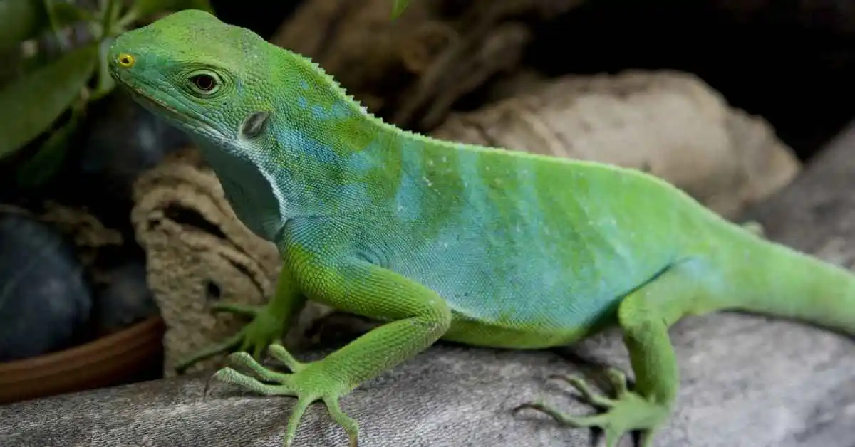 Fiji-Banded-Iguana. Fiji-Banded-Iguana Care Guide.