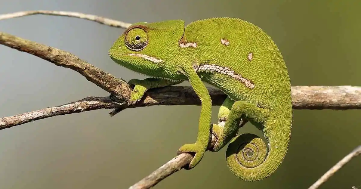 Flap-necked chameleon Care Guide