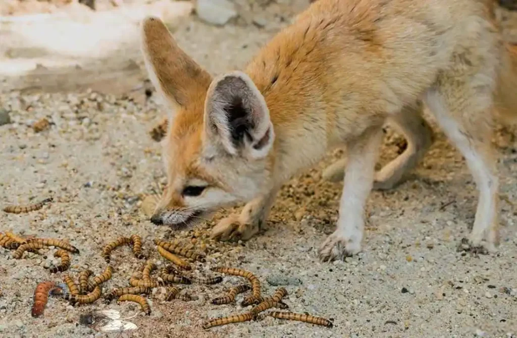 Food of Fennec Fox