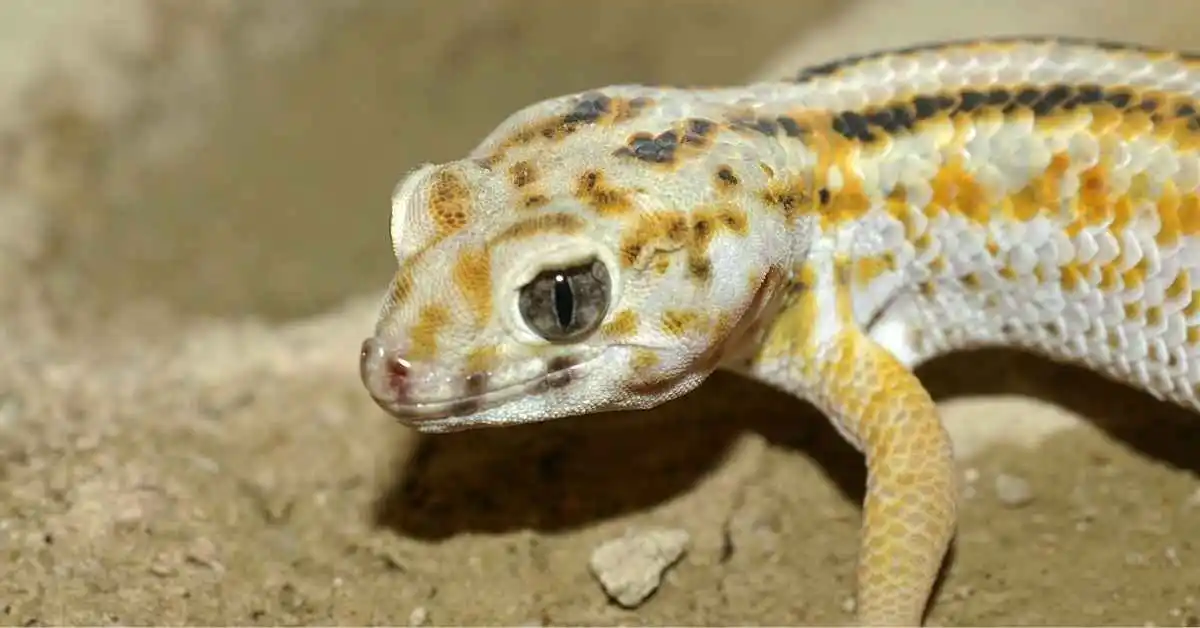 Frog-Eyed Gecko Guide