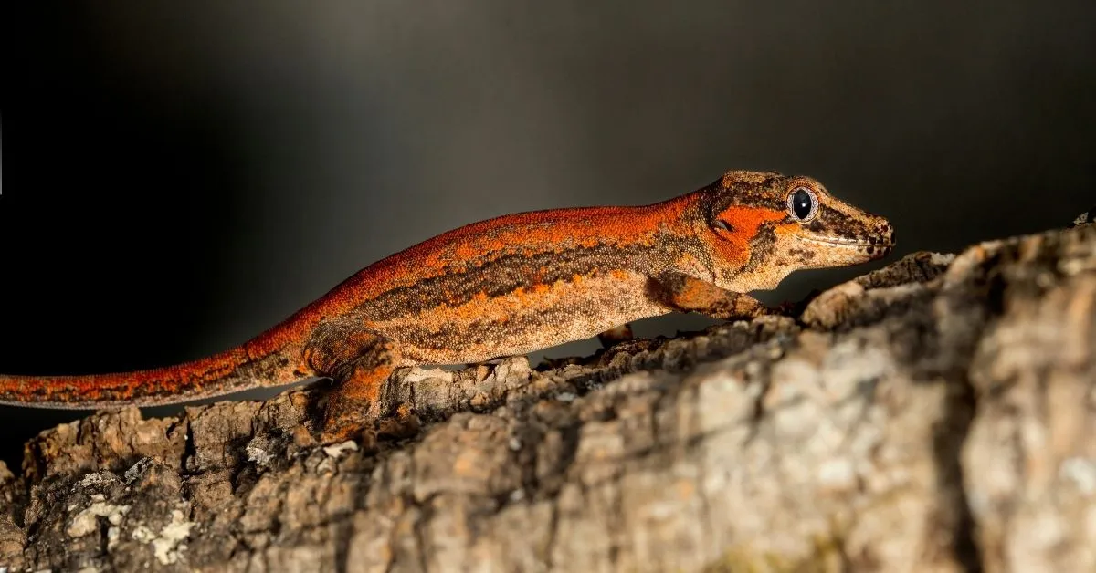 Complete Guide to Gargoyle Geckos : Care and Behavior