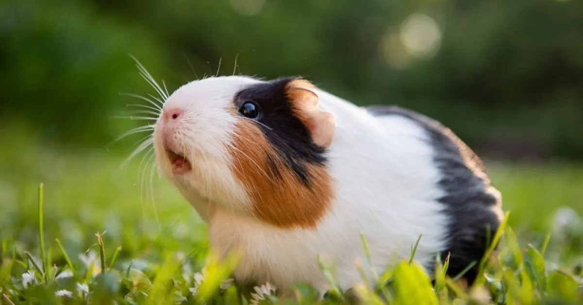 Guinea Pig Profile