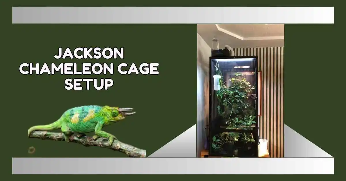 Jackson Chameleon Cage Setup. Setup of Jackson Chameleon Cage