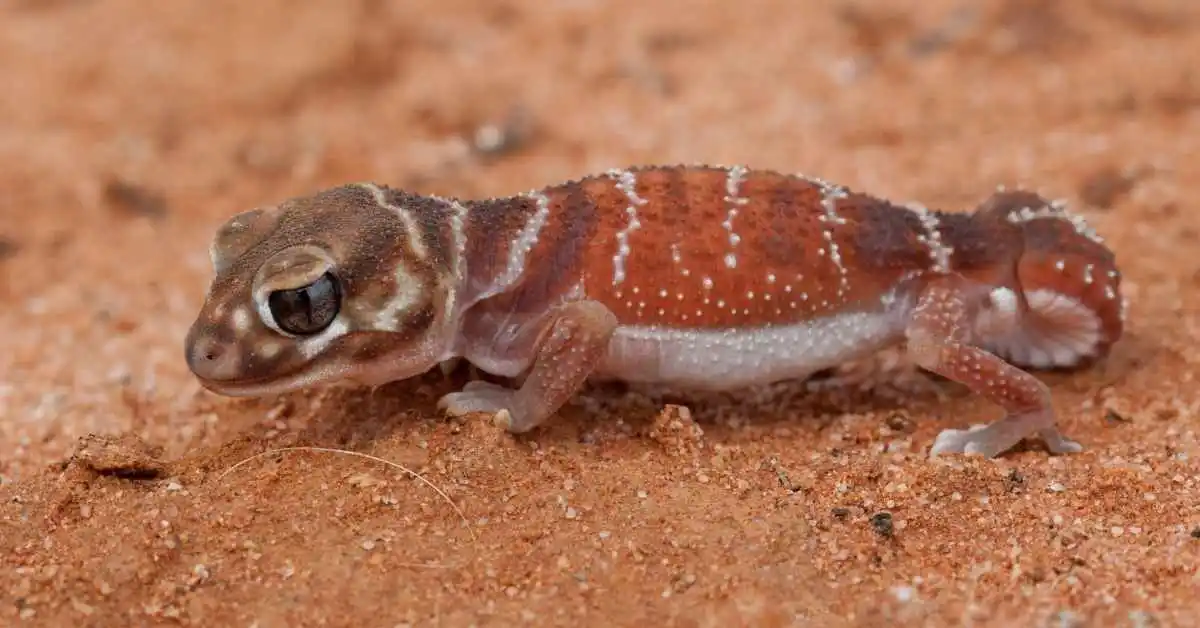 Knob-Tailed Gecko. Smooth Knob-Tailed Gecko.