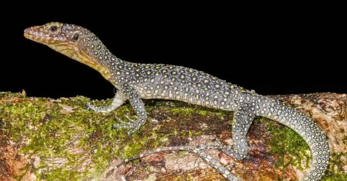 Mangrove Monitor Care Guide. Mangrove Monitor