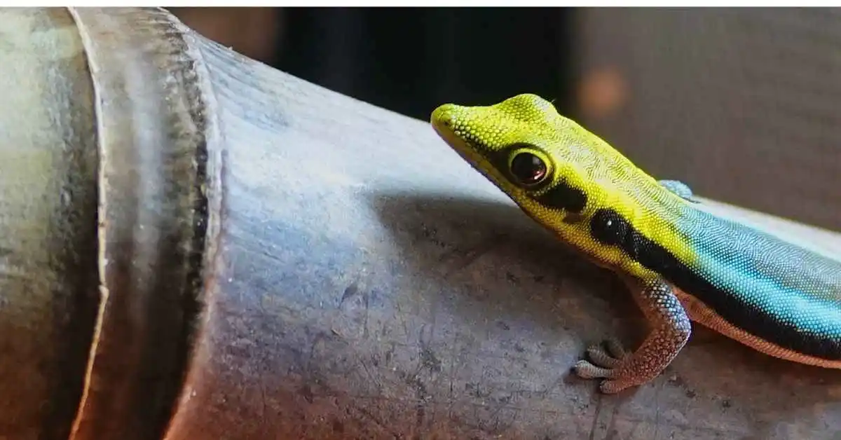 Neon Day Gecko