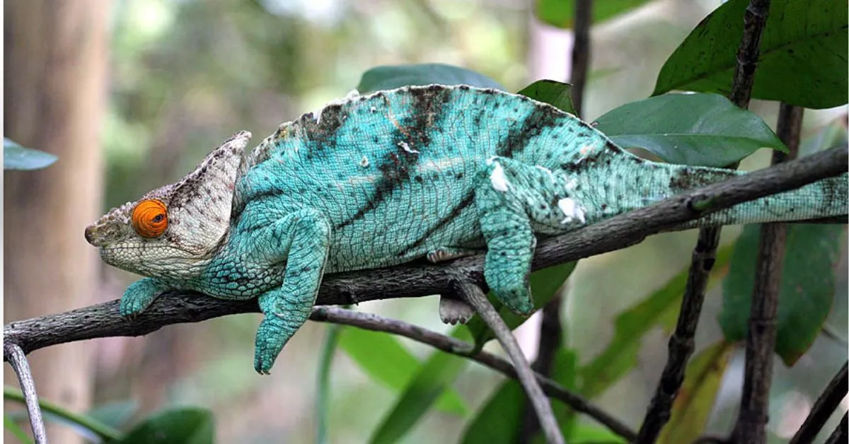 Parson's Chameleon Care Guide