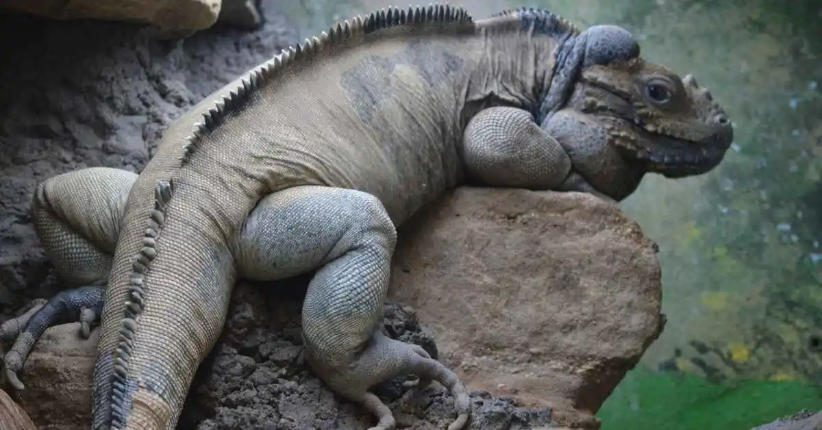 Rhino Iguana Care Guide