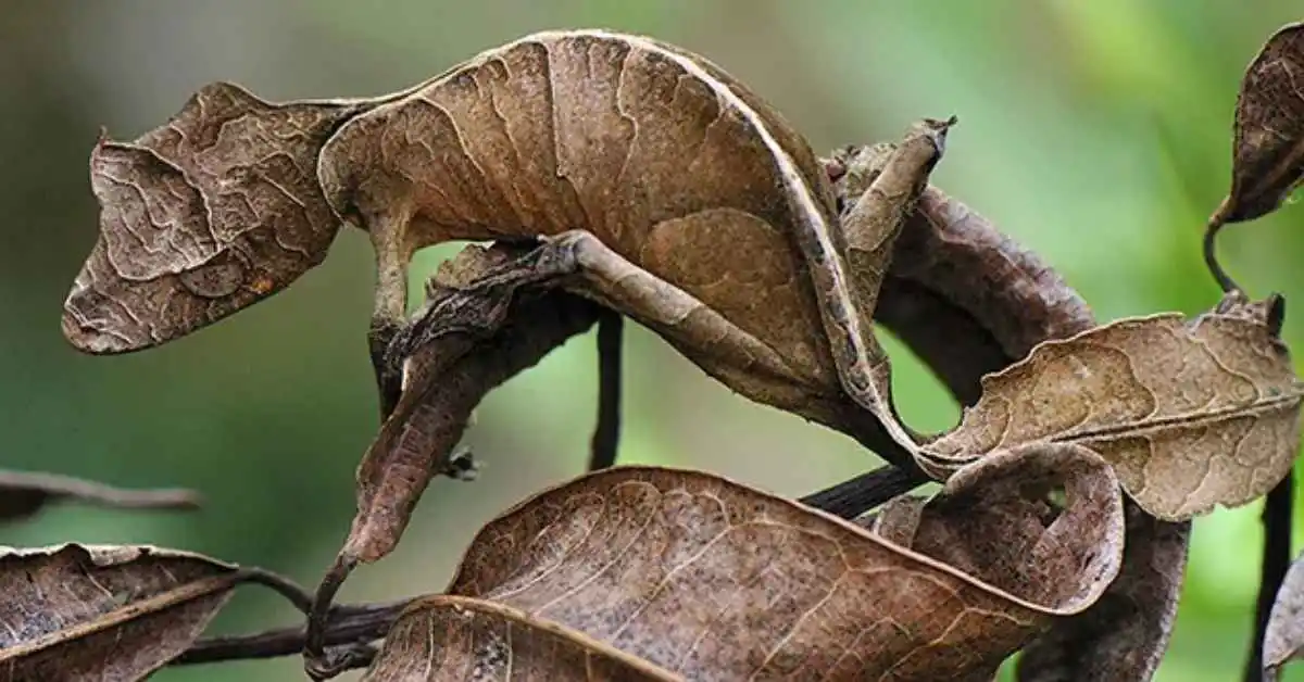 Satanic Leaf-Tailed Gecko guide