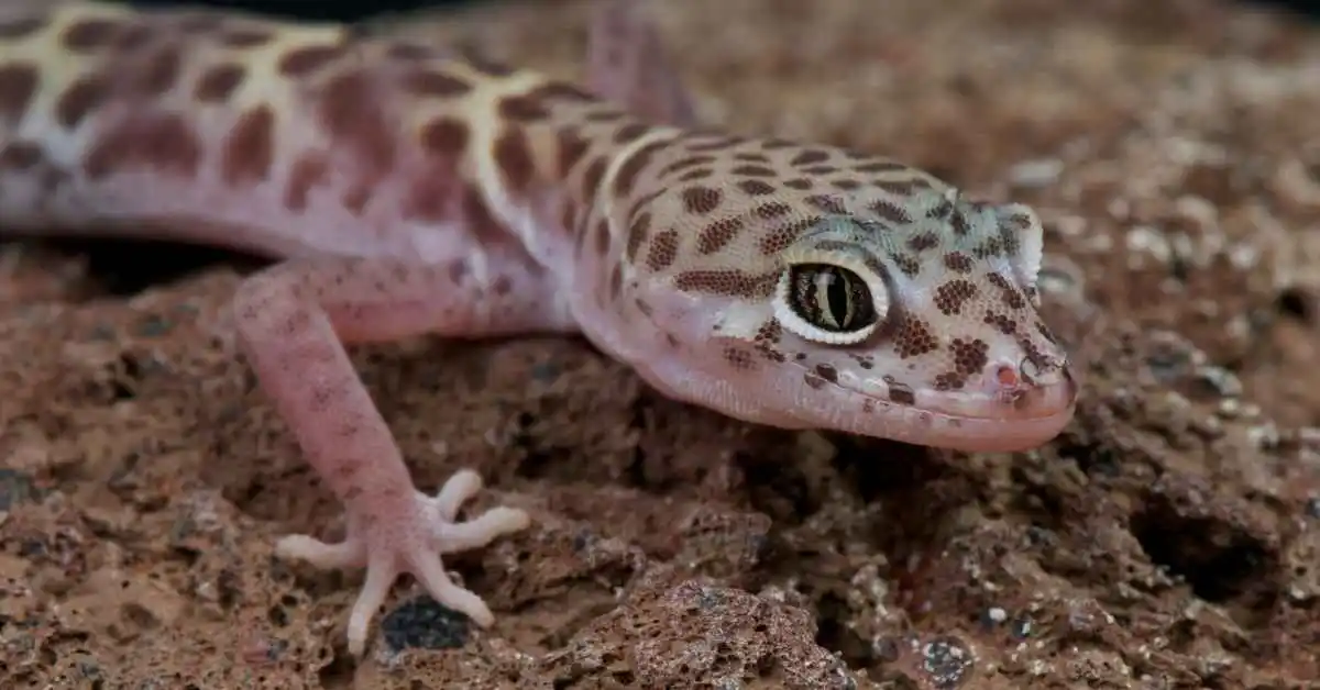 Western Banded Gecko Guide