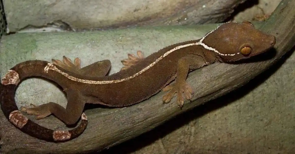 Profile Guide of White-Lined Gecko