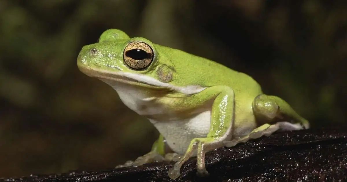 American Green Tree Frogs. American Green Tree Frogs Care Guide