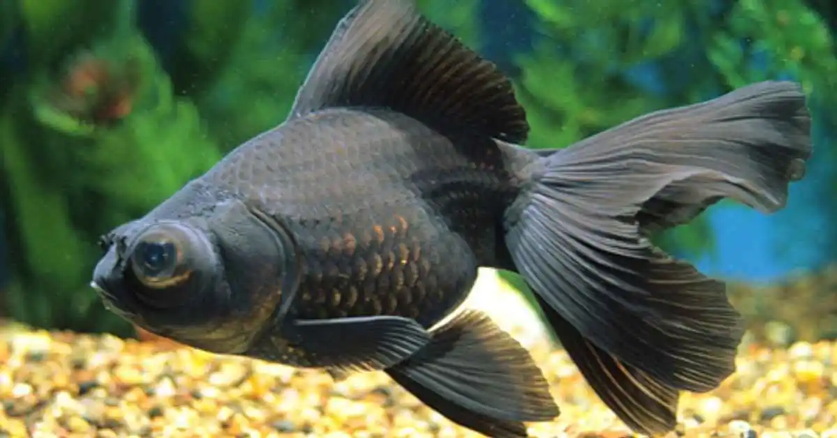 Black Moor Goldfish. Black Moor Goldfish Care Guide