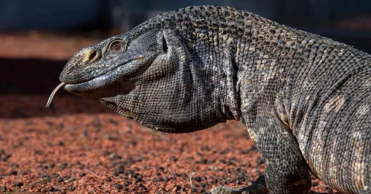 Black-Throated Monitor. Black-Throated Monitor Care Guide