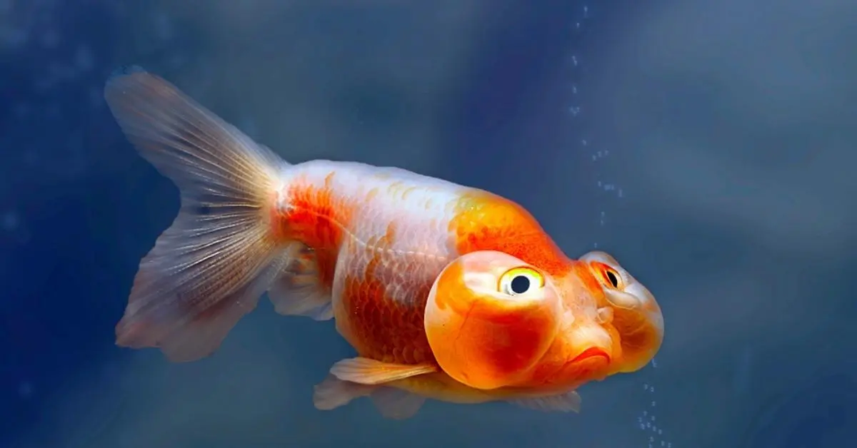 Bubble Eye Goldfish. Bubble Eye Goldfish Care