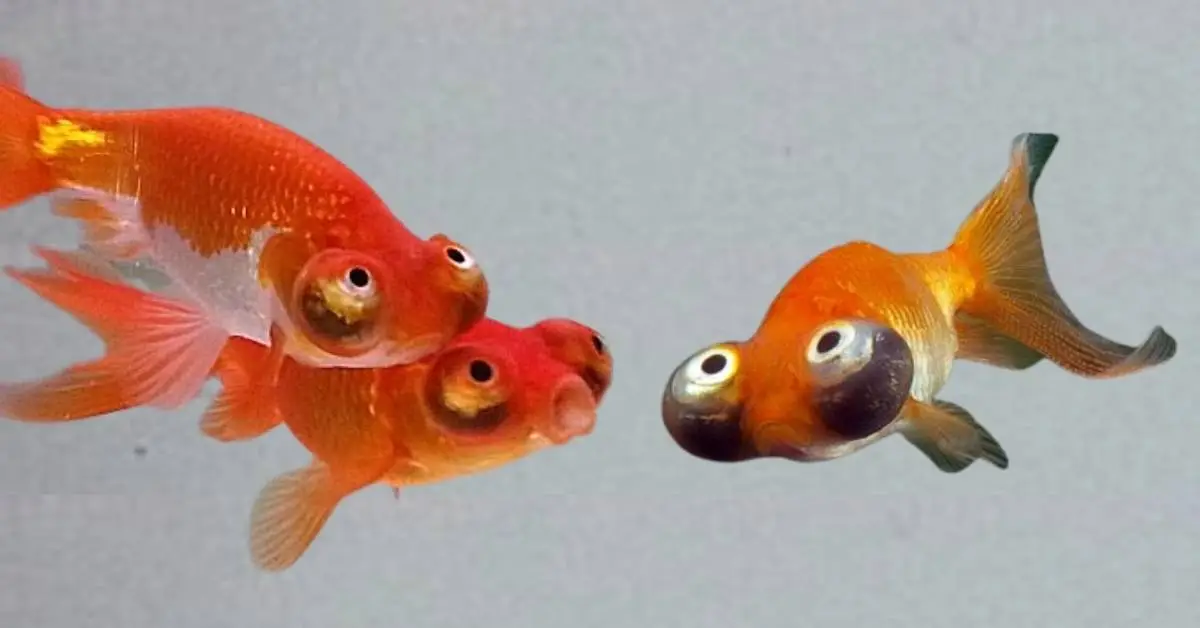 profile of Celestial Eye goldfish