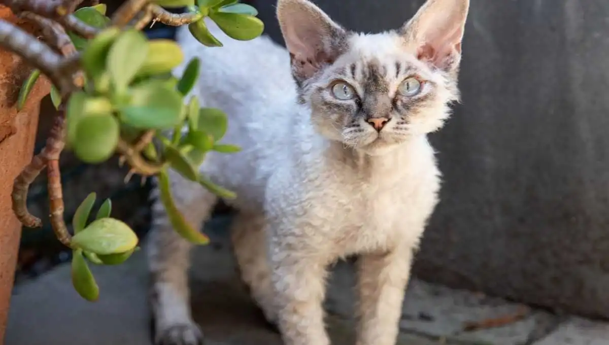 Profile of Hypoallergenic Cats