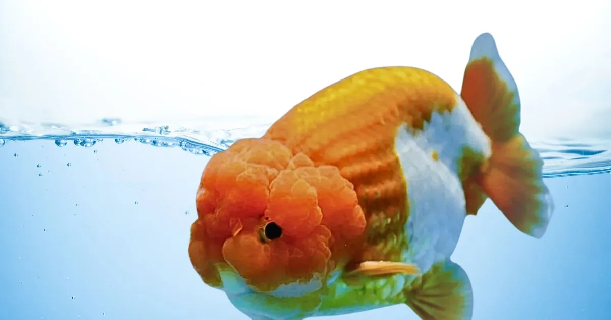 Lionchu Goldfish. Lionchu Goldfish care. Fancy Goldfish breeds