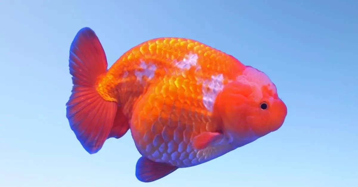 Lionhead Goldfish. Lionhead Goldfish Care