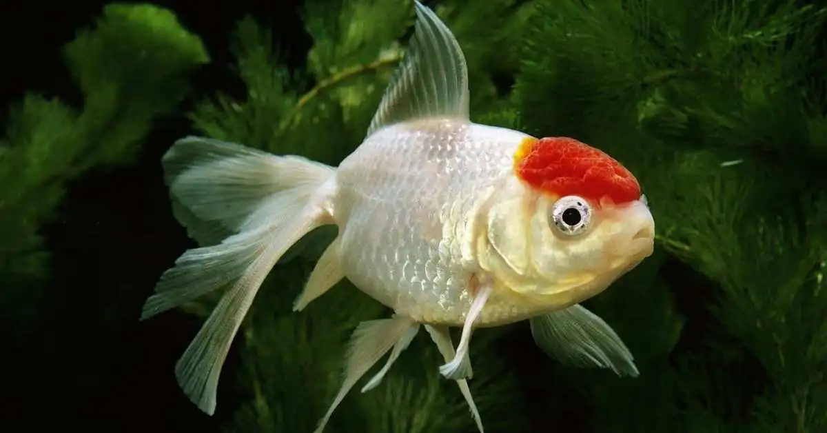 Oranda Goldfish. Oranda Goldfish Care Guide