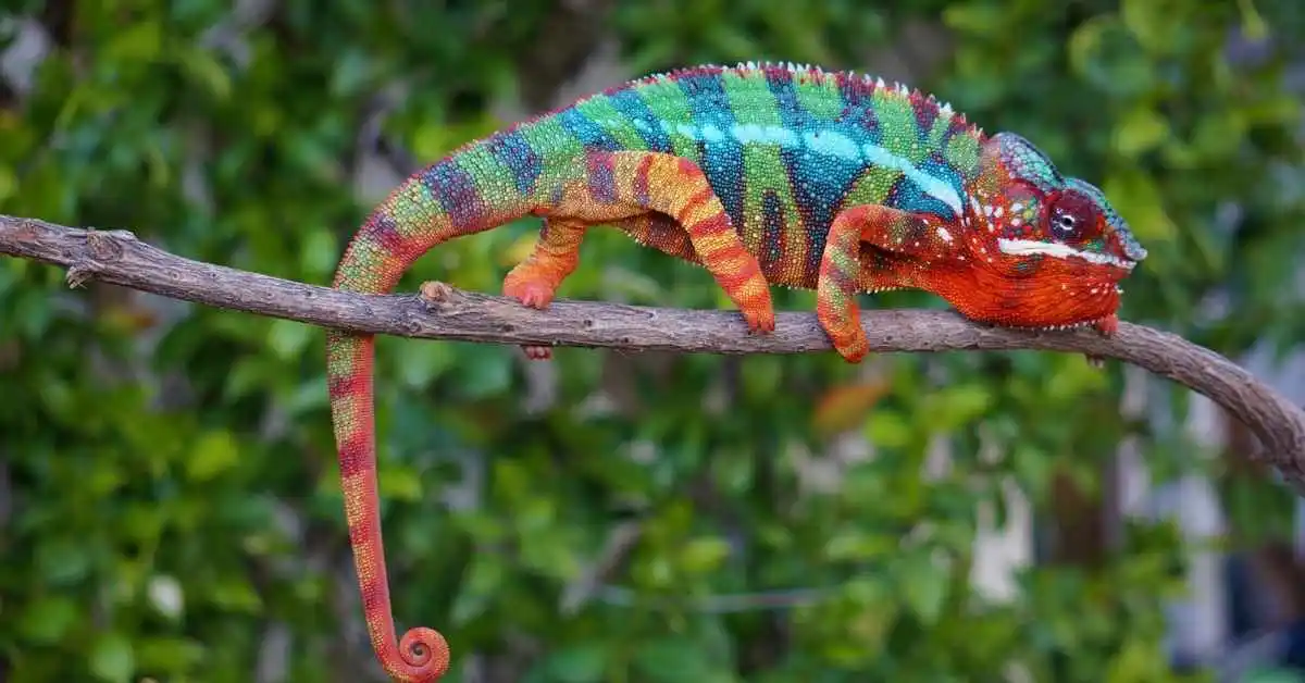 Panther Chameleons. Care Guide of Panther Chameleons