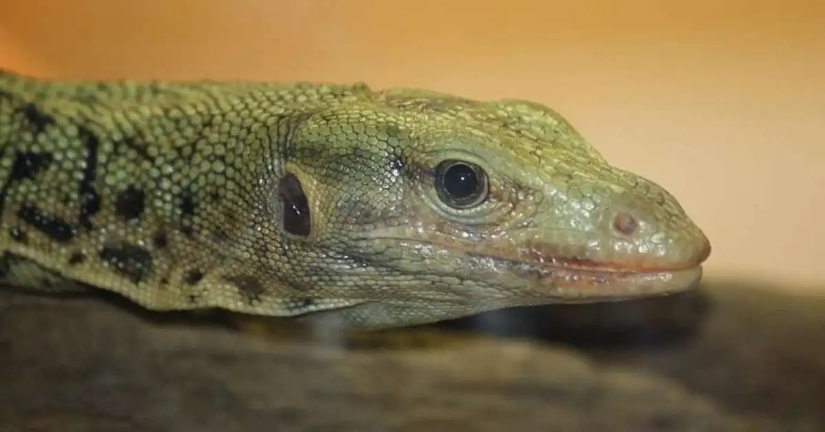 Profile of Quince Monitor