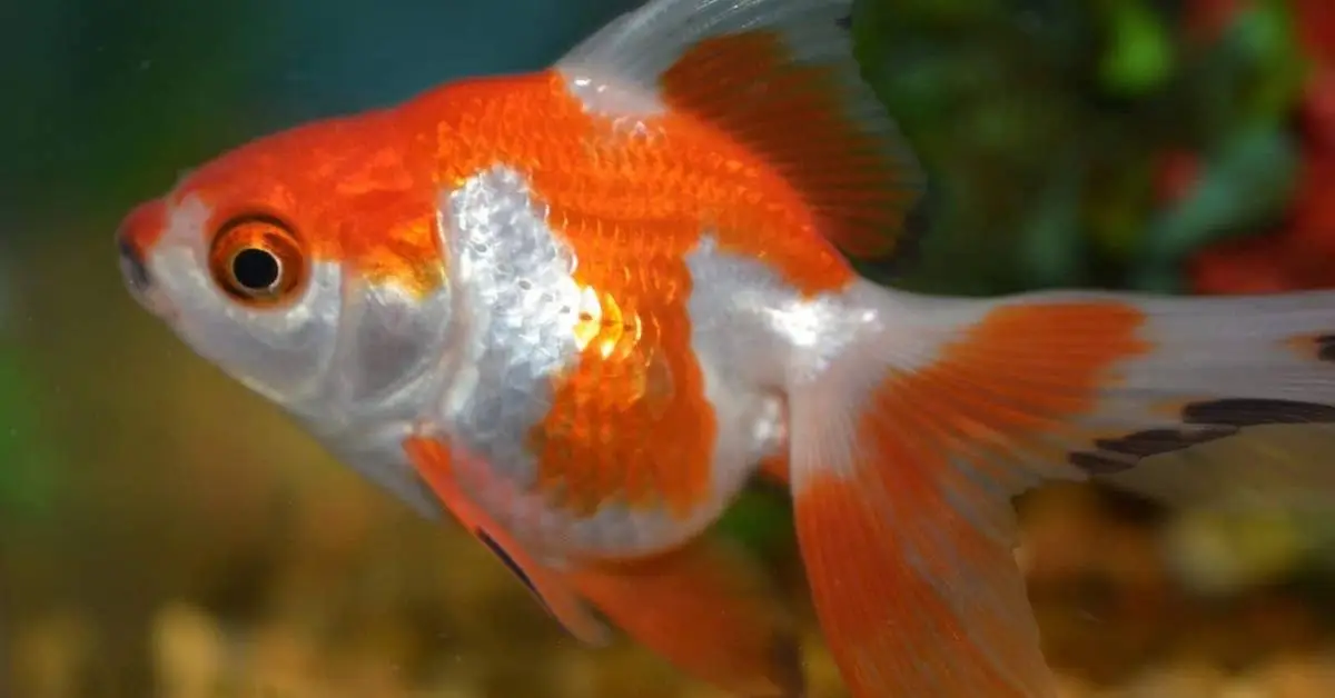 Ryukin Goldfish. Ryukin Goldfish Care