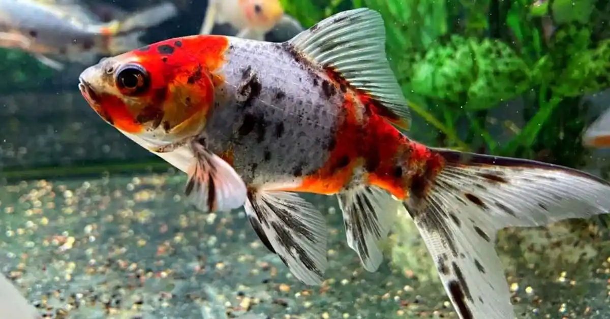 Shubunkin Goldfish. Shubunkin Goldfish Care Guide