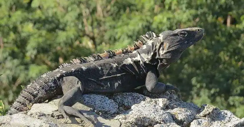 Spiny-Tailed Iguana. Spiny-Tailed Iguana Care guide