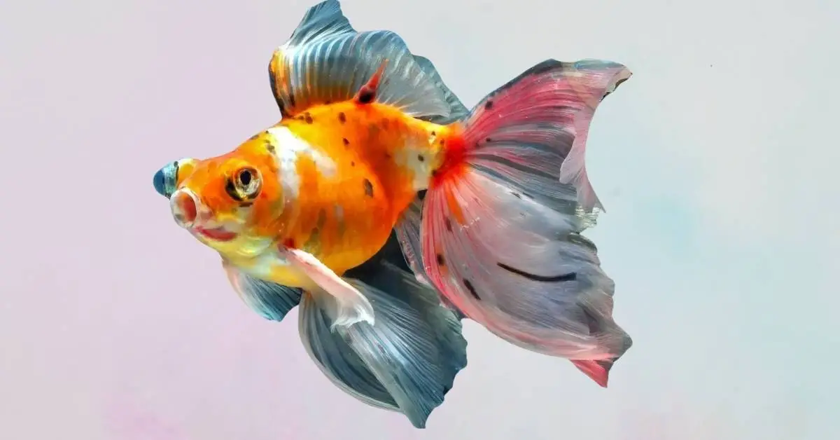 Telescope Goldfish. Telescope Goldfish Care