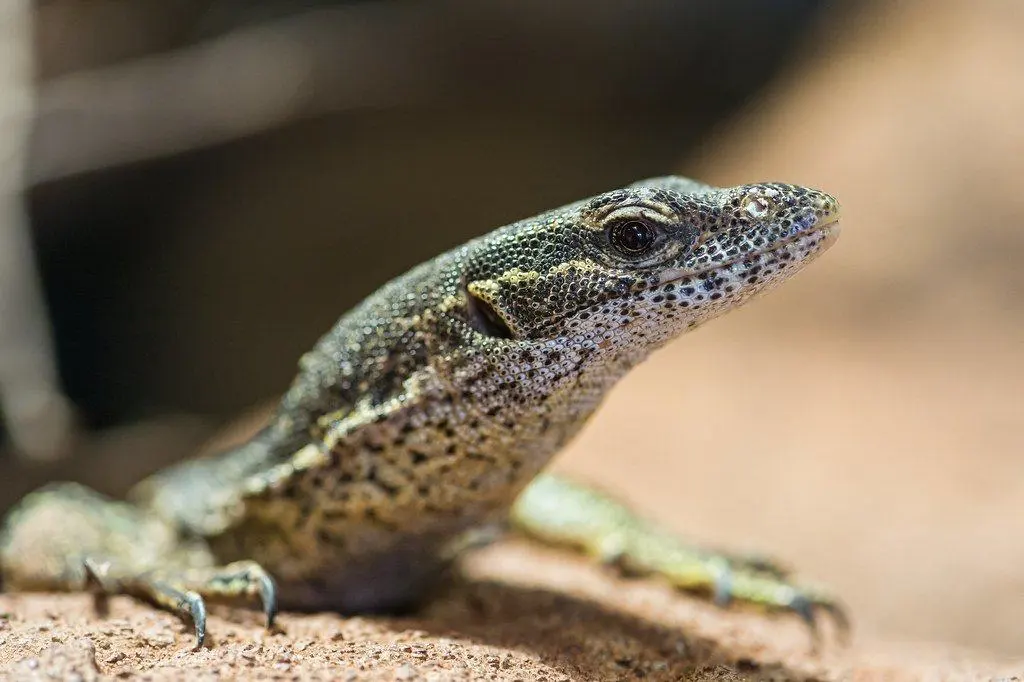 Timor Monitor Lizard. Timor Monitor Lizard Care Guide