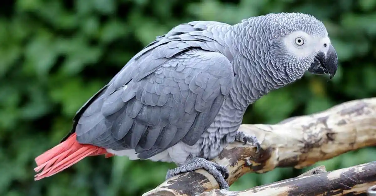 African Grey Parrot. African Grey parrot intelligence.