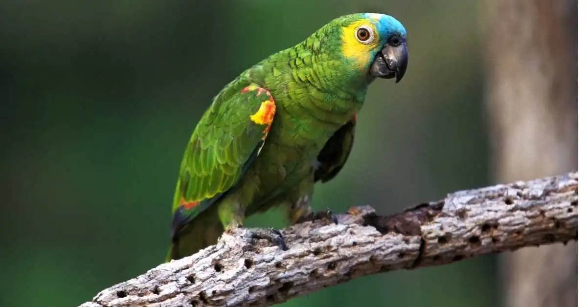 Blue-Fronted Amazon Parrot. blue-fronted amazon male vs female